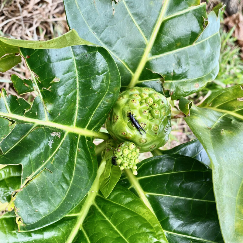 Crawlabout