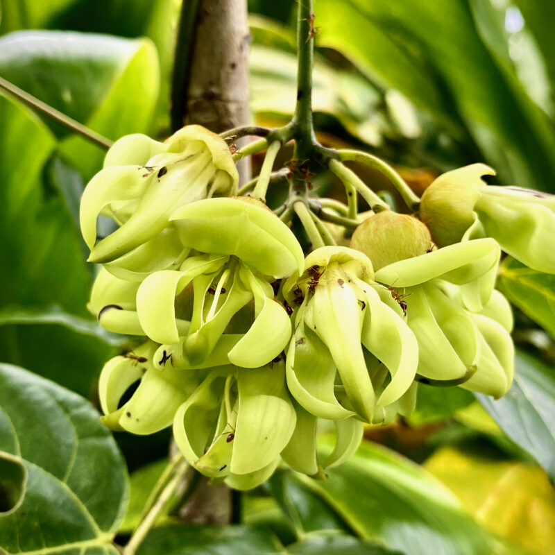 Cool Plant Power