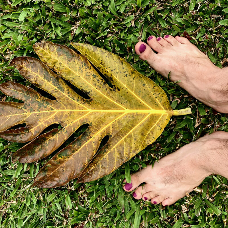 Breadfruit Leaf