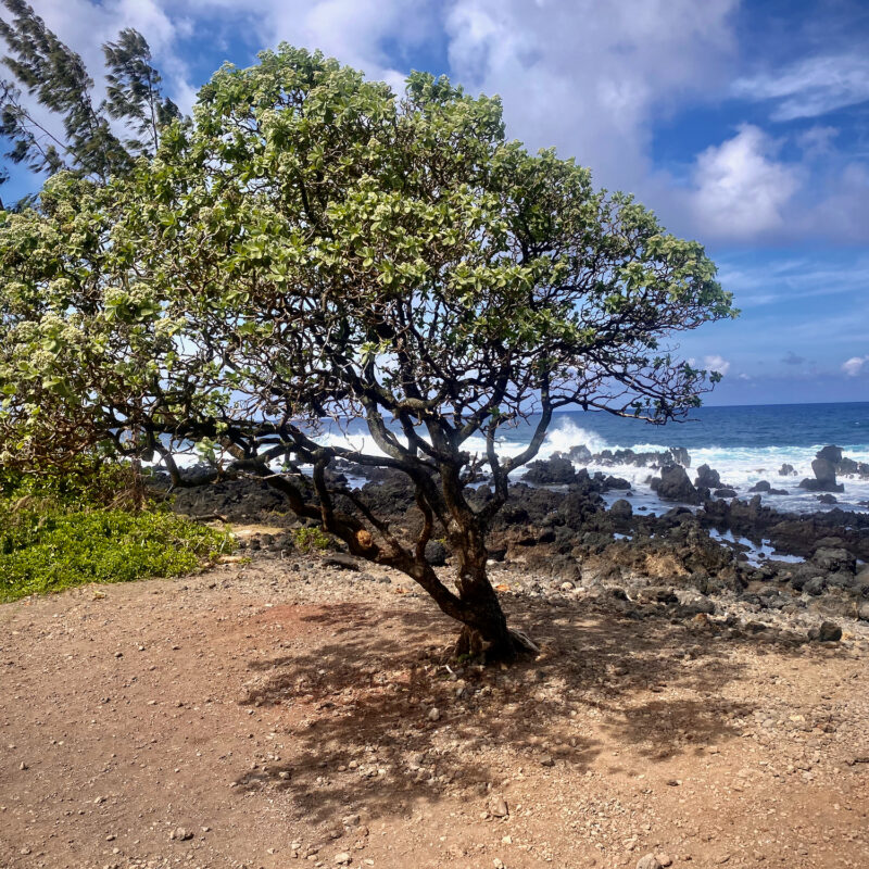 Nice Contrast Tree