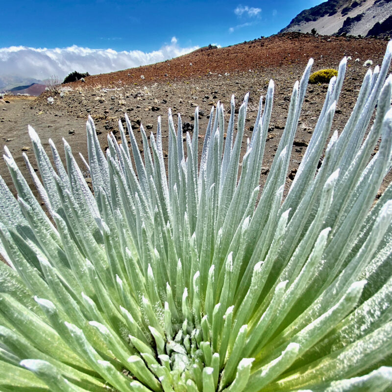Haleakalā Silversword