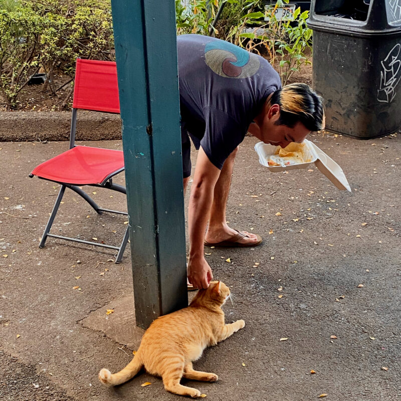 Stray Cat Chillout