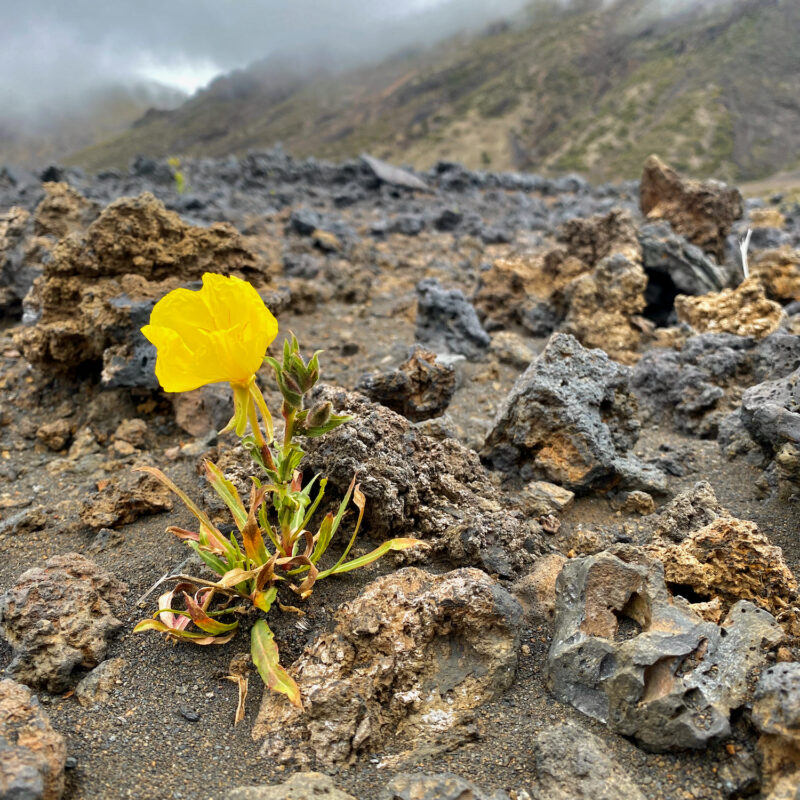 Life Amidst Wastes
