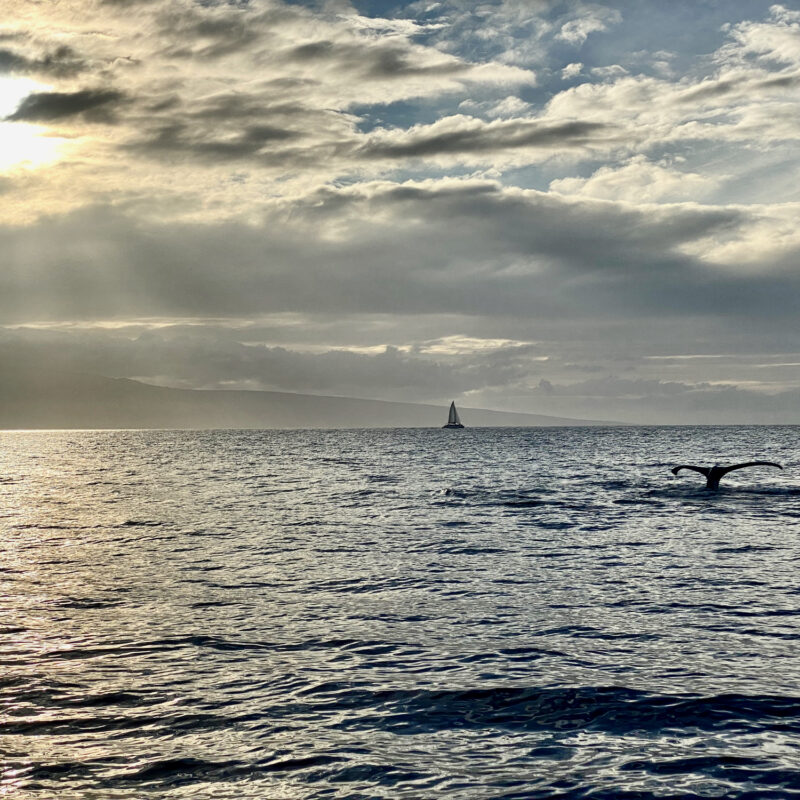 Whale Tail!