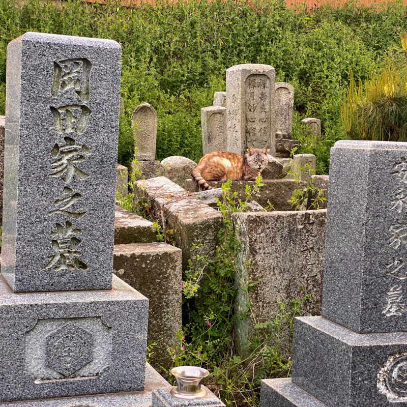 Cat Atop the Headstones