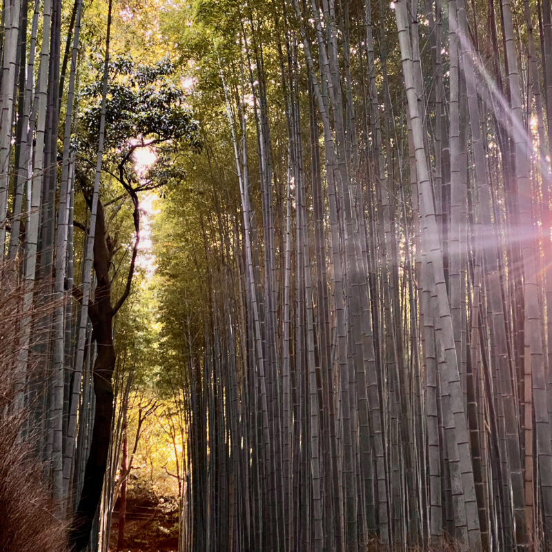 Arashiyama Sunset