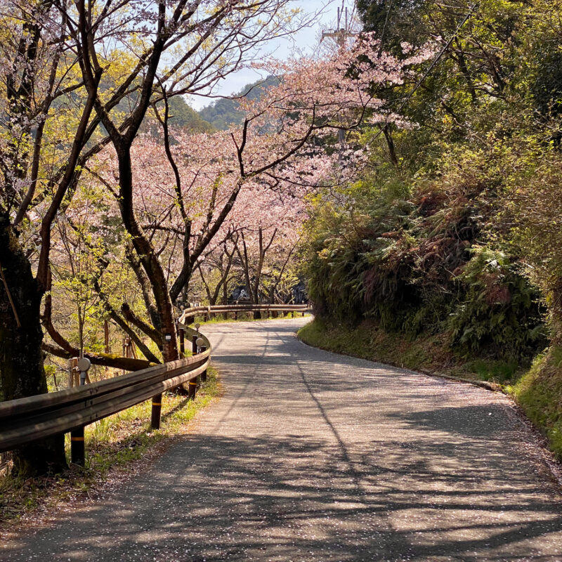 Sakura Pathway