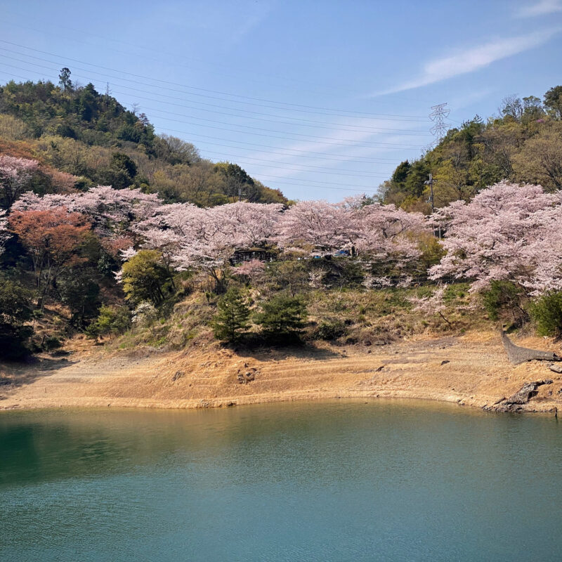 Blossoms Above the Dam