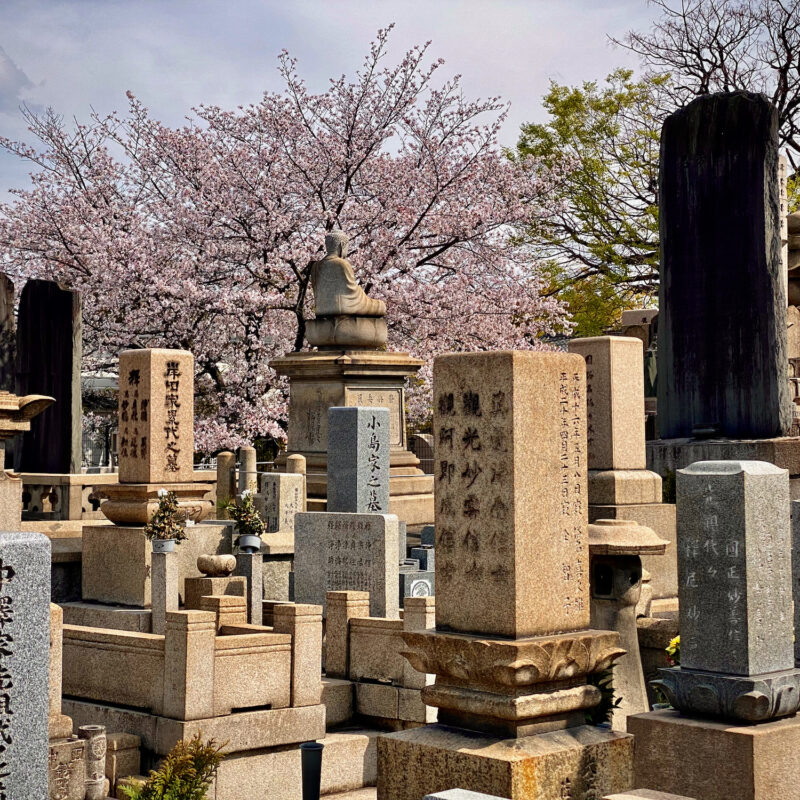 Graves and Sakura