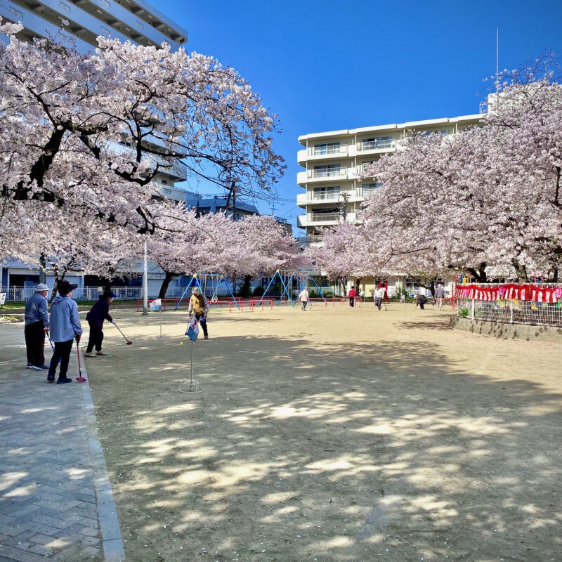 Croquet Under the Sakura