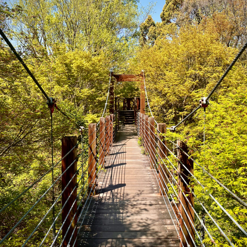 Treetop Walks