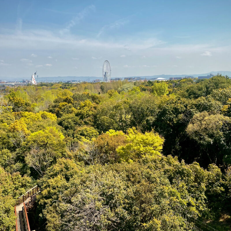 Above the Treetop Walk