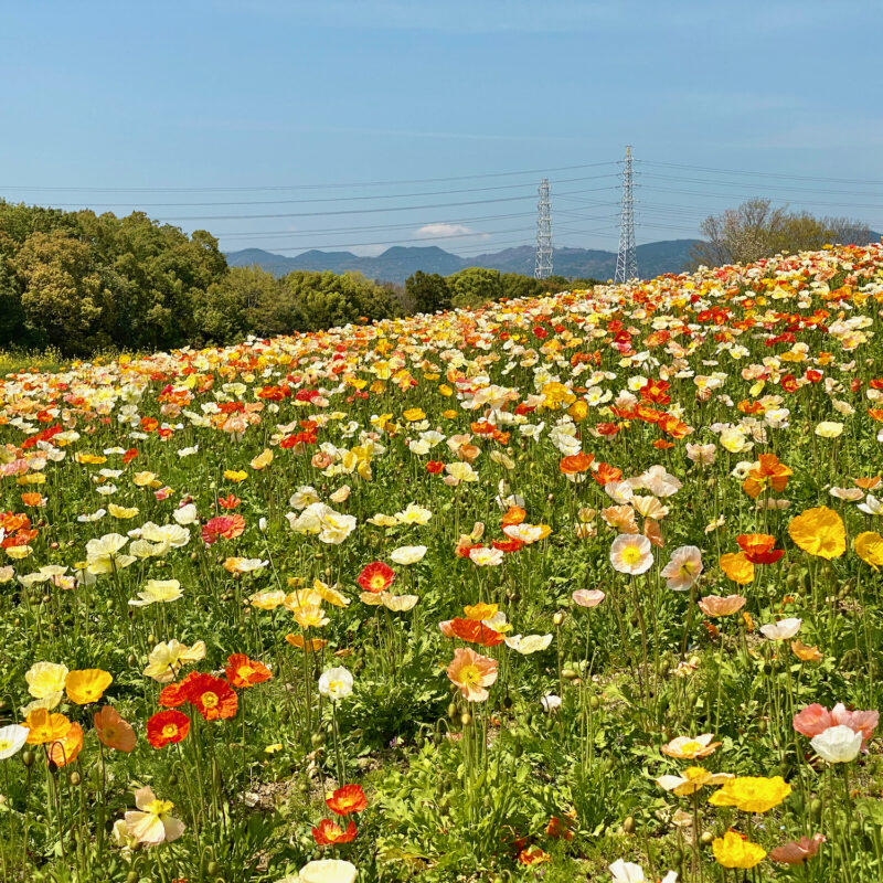 Flowering Fields of Expo 70