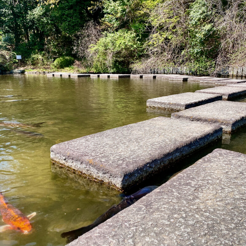 Hopping Past the Koi