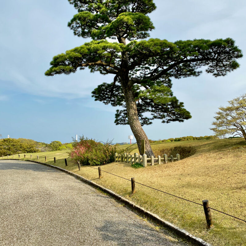 Lone Pine Tree