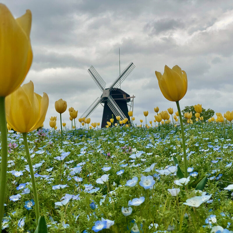 Expo '90 Windmill
