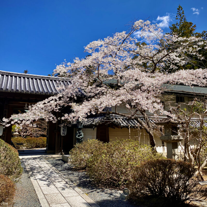 Sakura in Koyasan