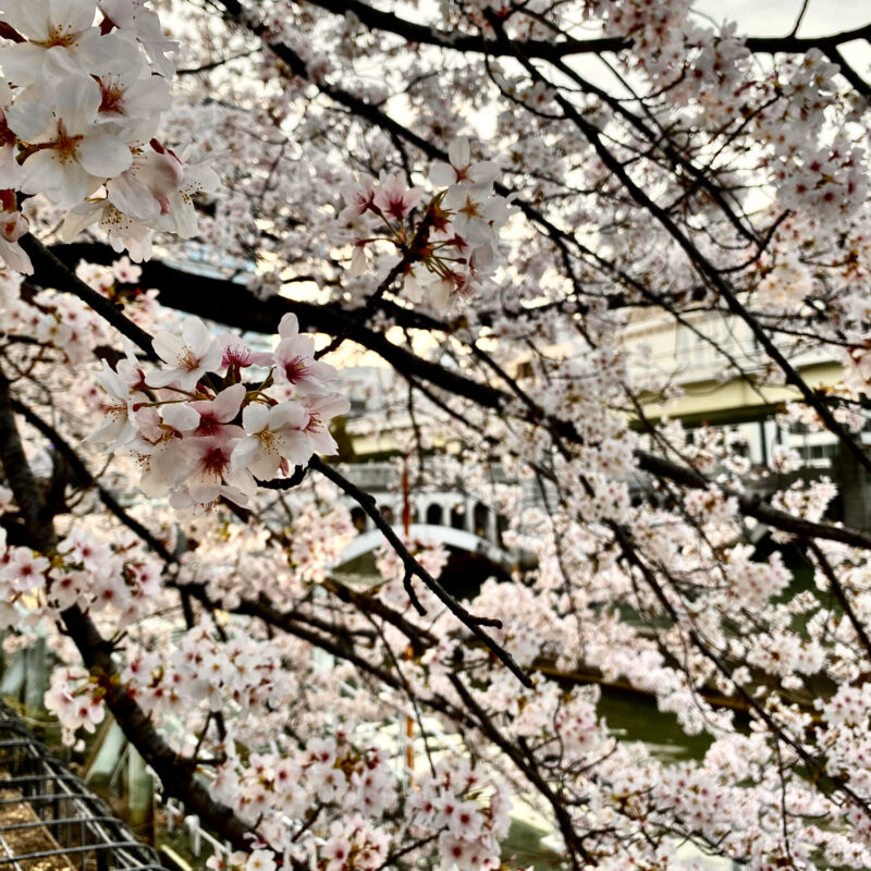 Sakura in Profile
