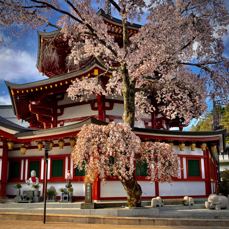 More Koya Sakura