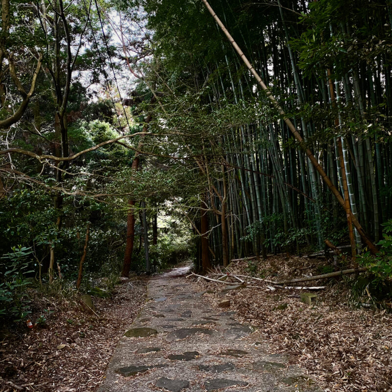 Bamboo Stands on the Pilgrims Path