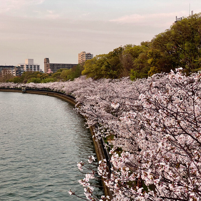 Riverfront Sakura