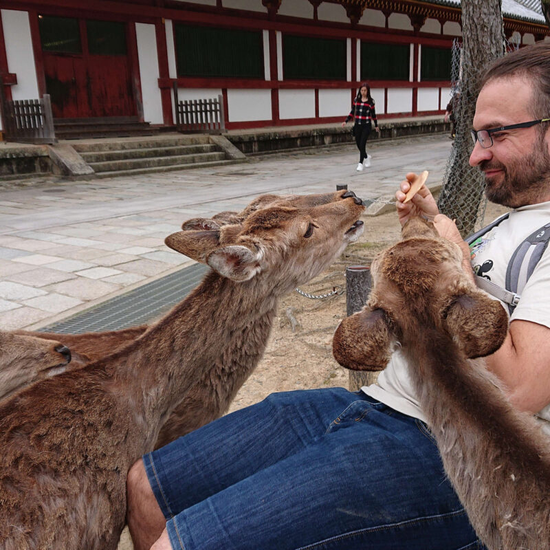 Hello to the Nara Deer