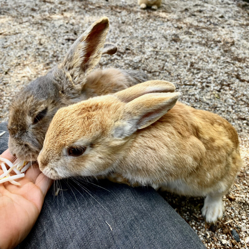 Rabbit Island