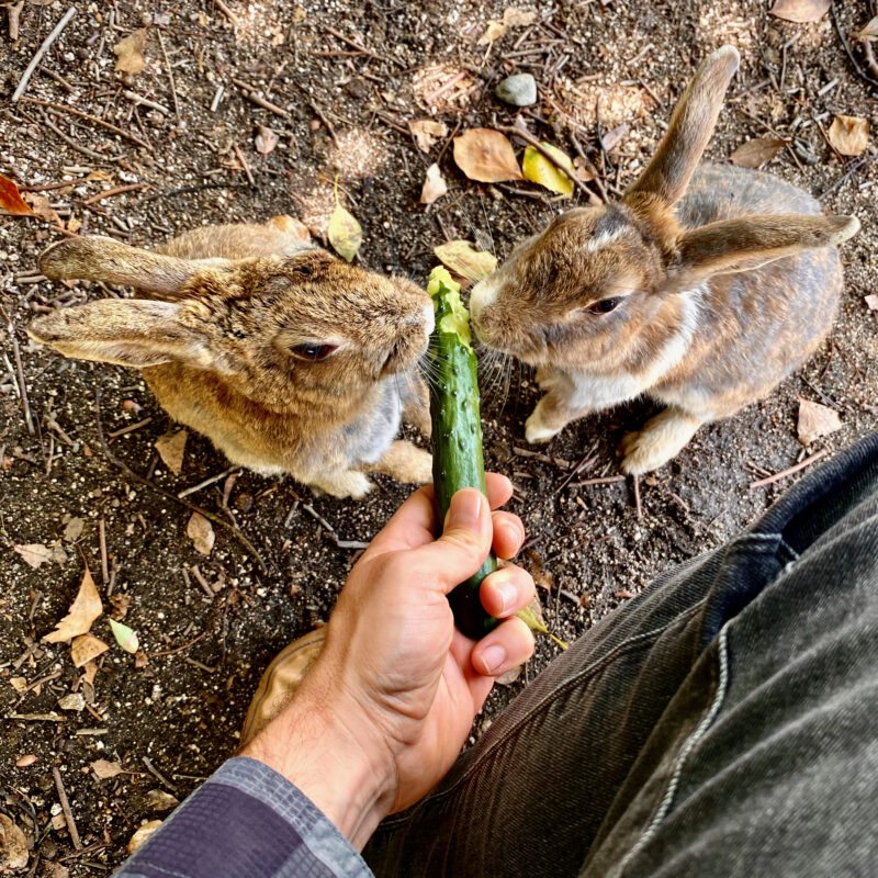 Rabbit Island
