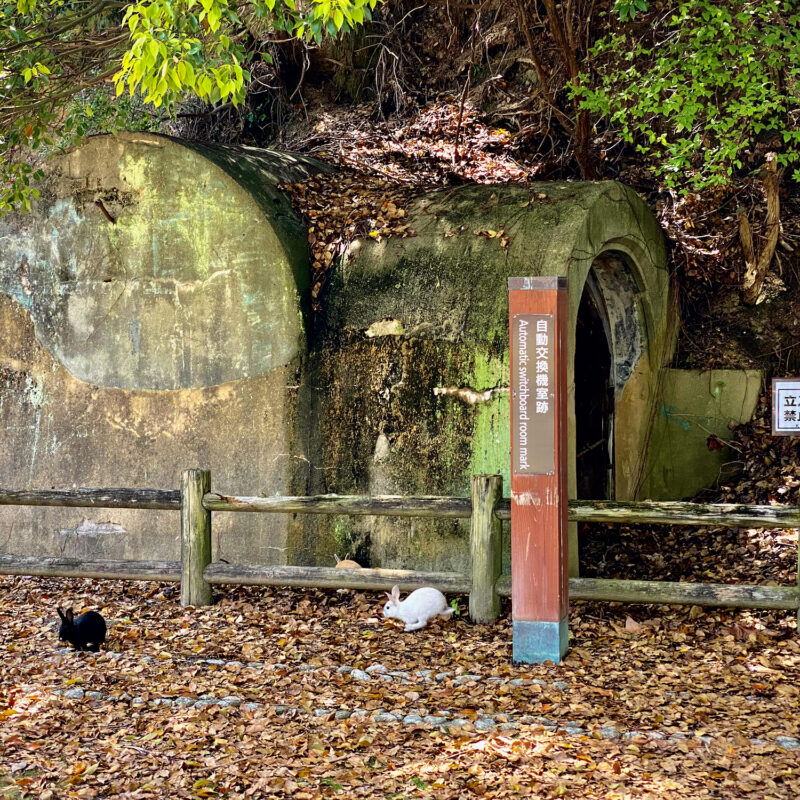 Rabbit Island