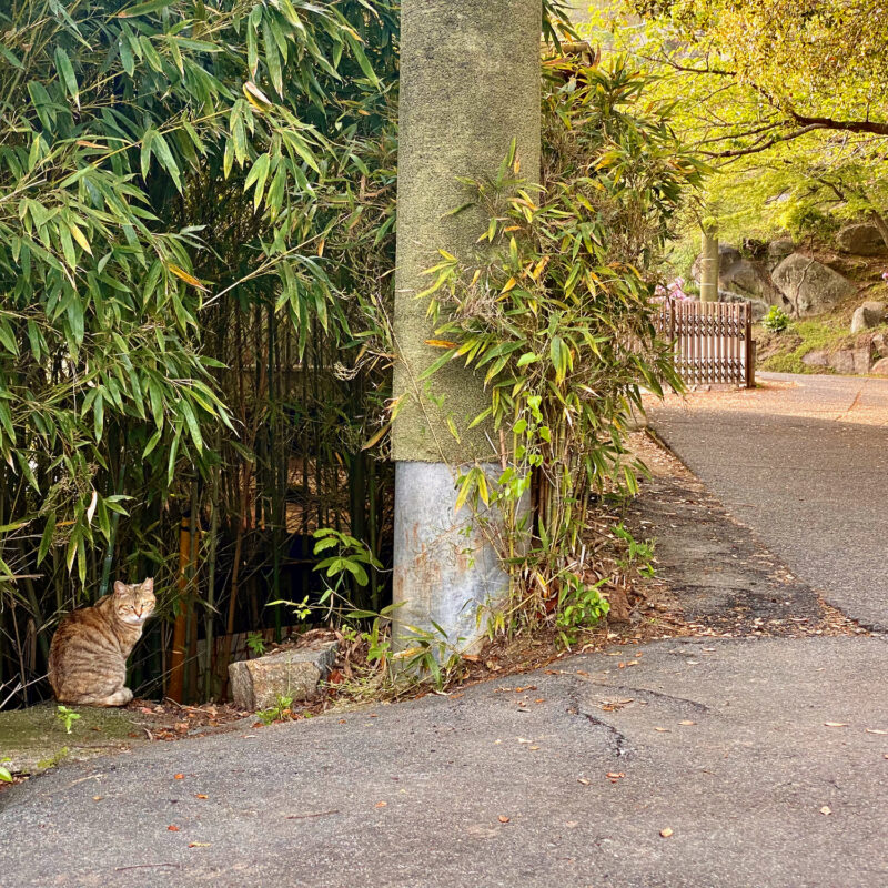 Kitty Cats and Branching Paths