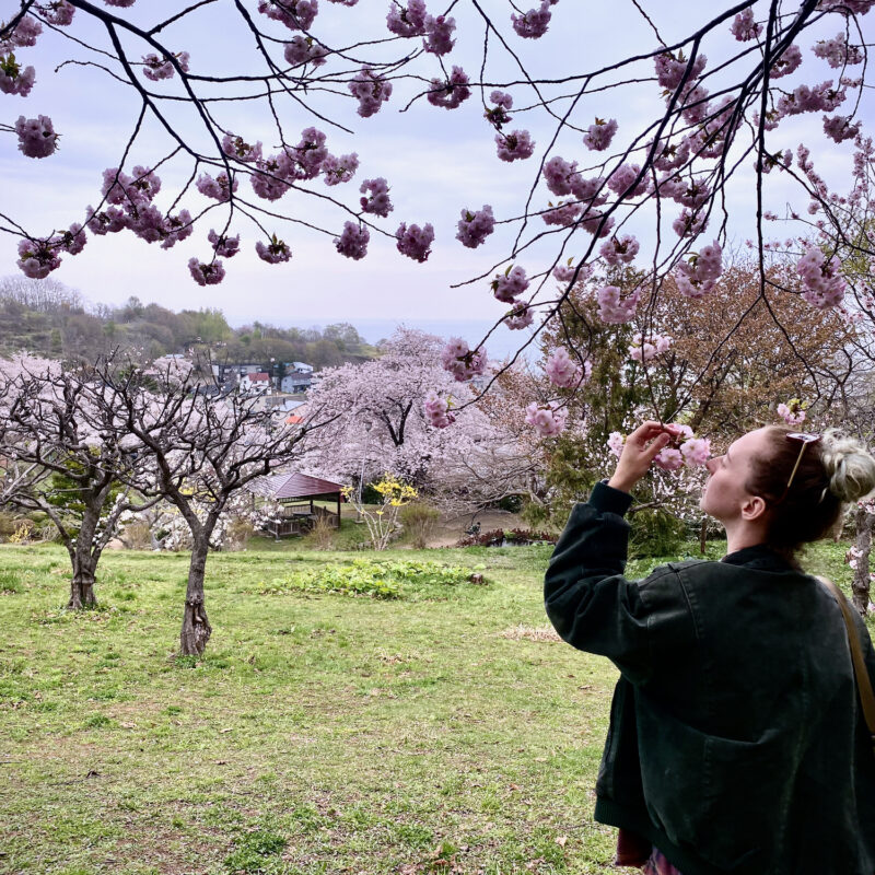 Sakura in Otaru With Grace
