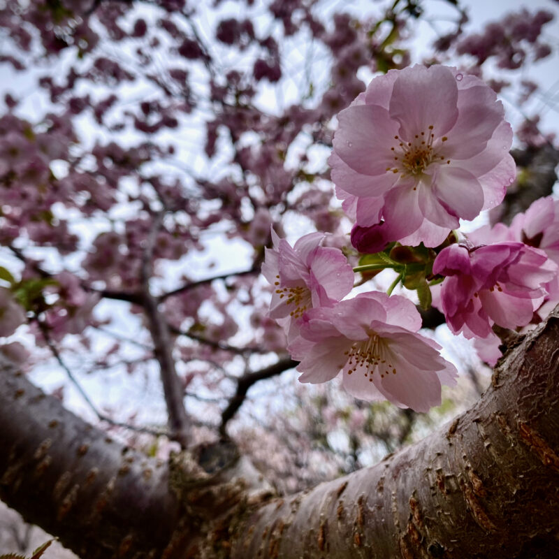 Sakura Close-Up