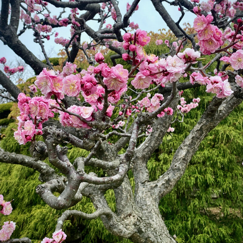 Sakura Variants