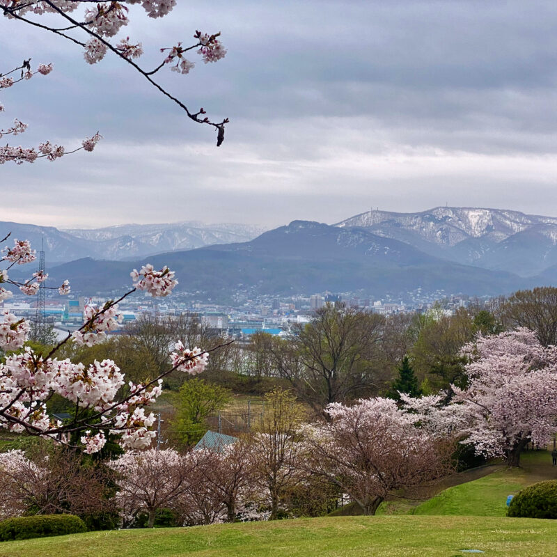 Sakura and Snowcaps