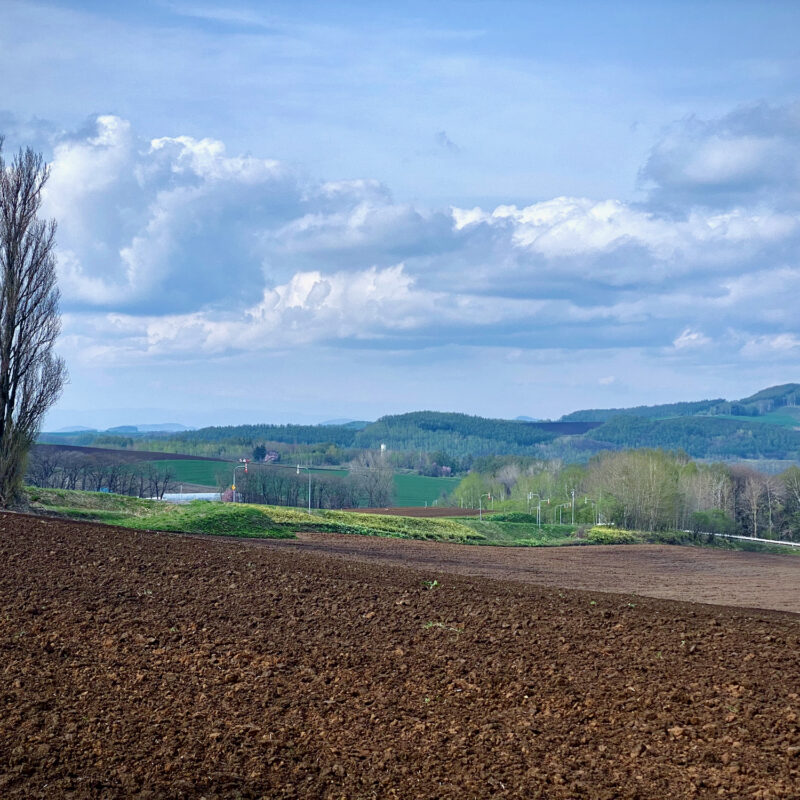Tree of Ken and Mary in Spring