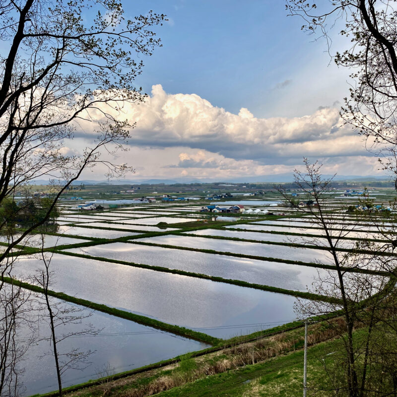 Biking Above Rice Paddies