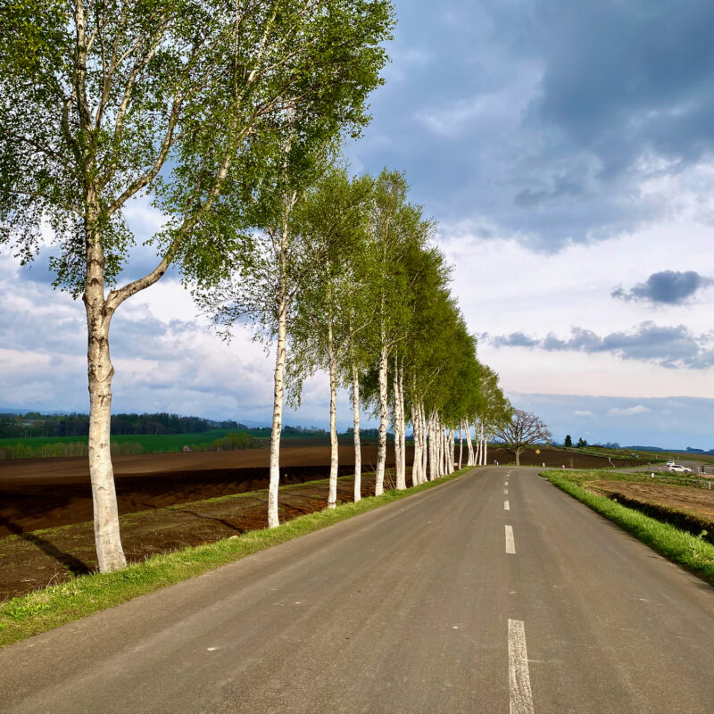 Back to Biei on Bike by a Bunch of Birch