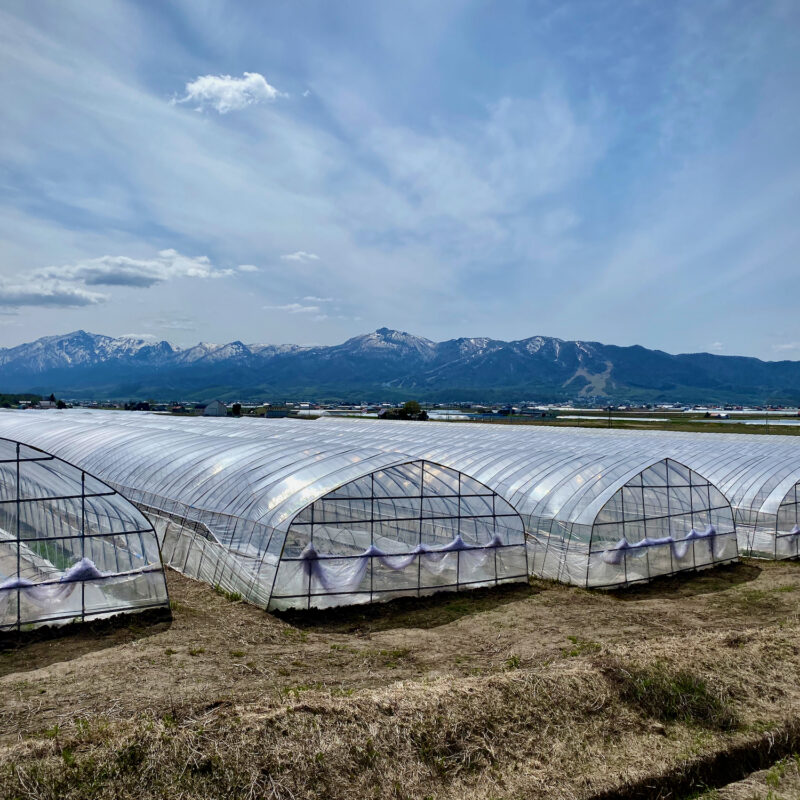 Greenhouses and Green Hills