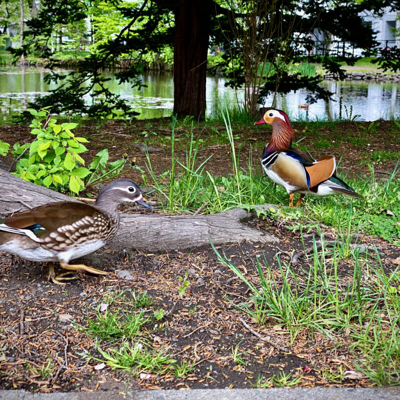 Ducks In Spring