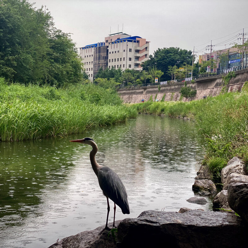 Egret Vibing Under a Bridge