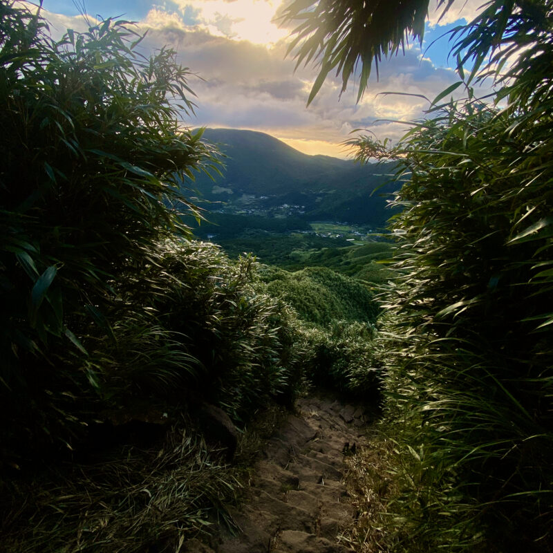 Through the Arrowhead Bamboo