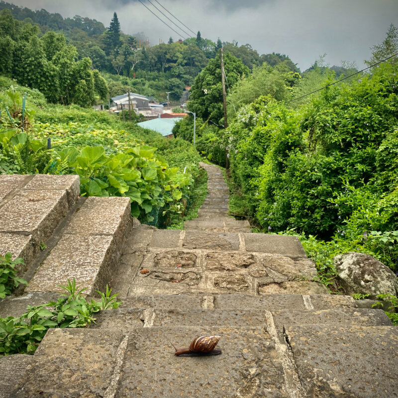Beitou Snail