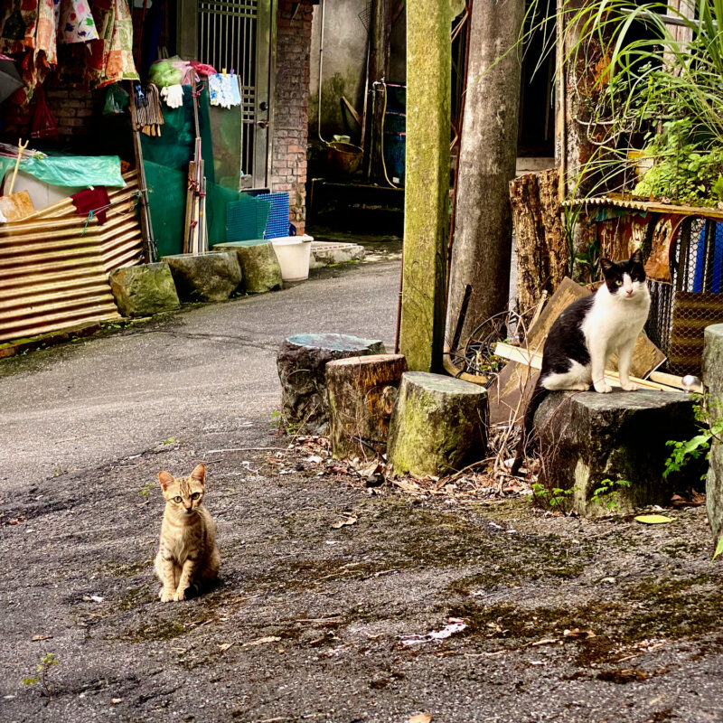 Kitty Cats of Zhitan