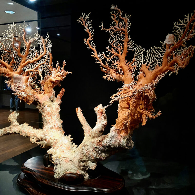 Preserved Coral