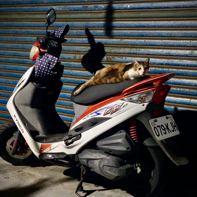 Street Cat Night Vibes