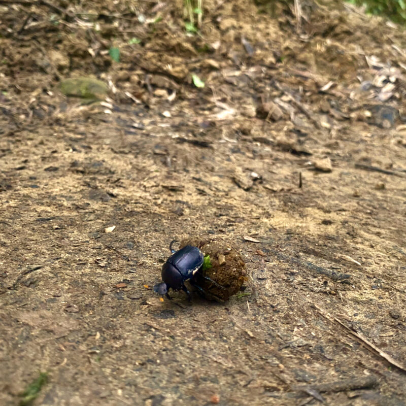 A Dung Beetle's Labors