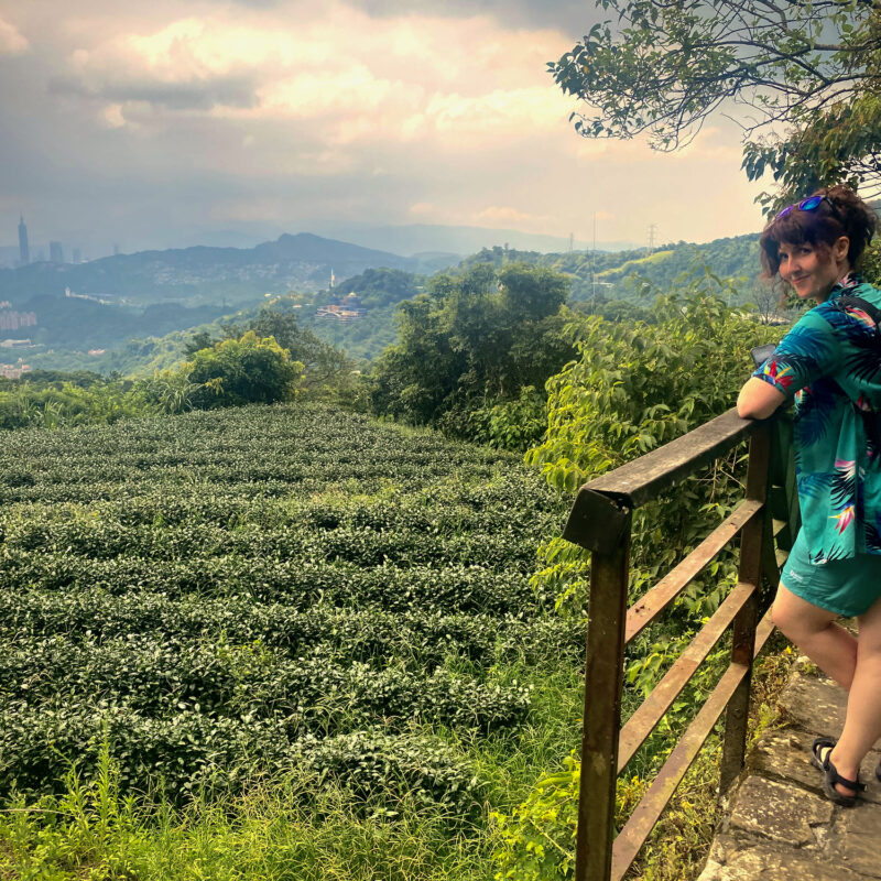 Tea Fields over Taipei