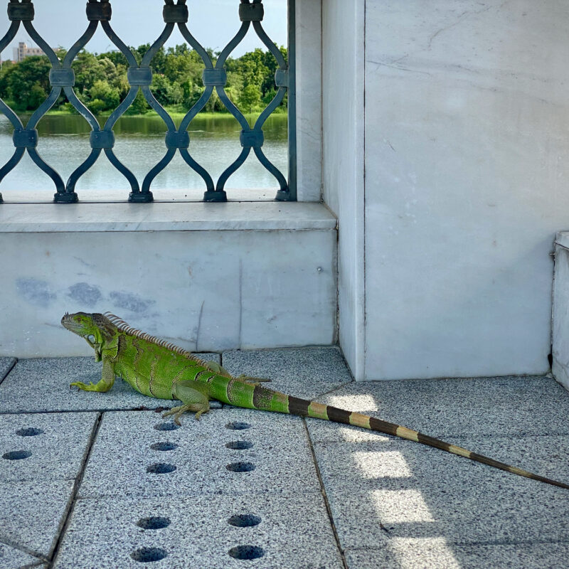 Lizard of Chimei