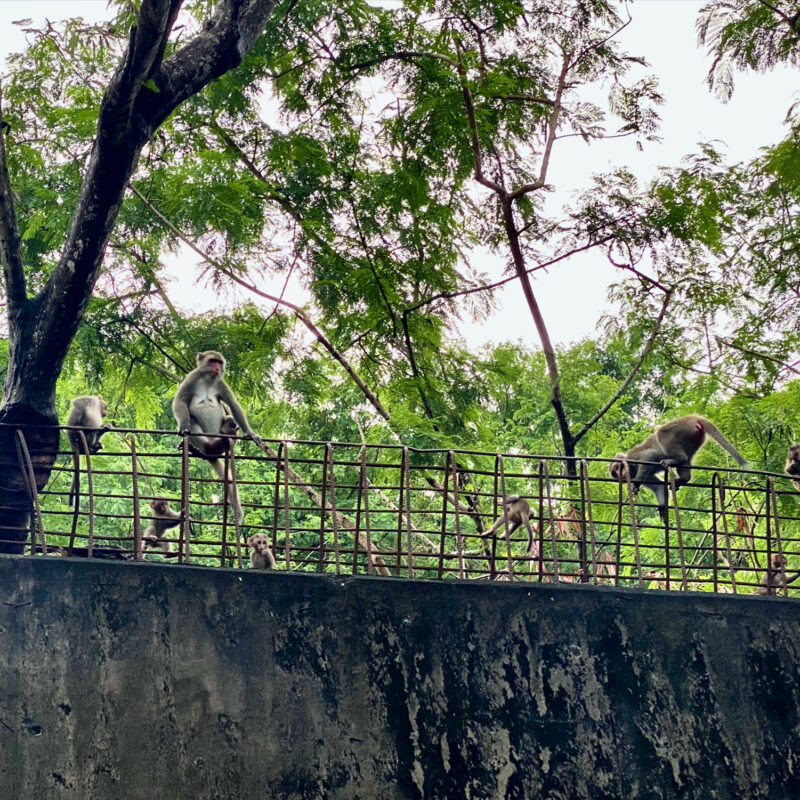 Macaque Pack in Shoushan
