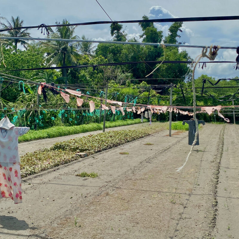 Taiwan Scarecrows